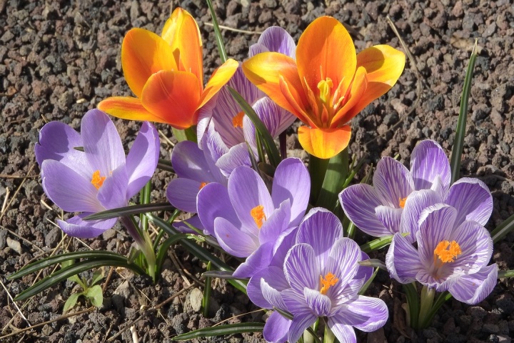 Saffron crocus AnteAr