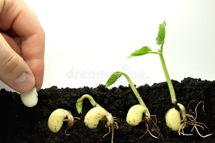 Germinating beans AnteAr